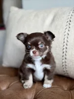 Scout, a male Chihuahua for sale in Beaumont, TX – 6 of 10