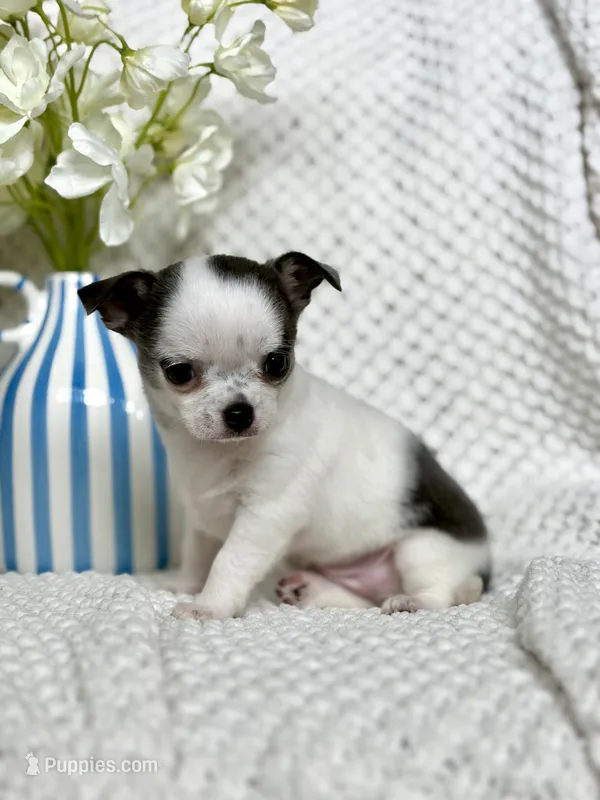 AKC Gamora  – Chihuahua puppy for sale in Beaumont, TX