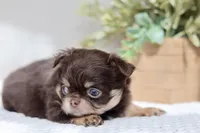 AKC Brody, a male Chihuahua for sale in Beaumont, TX – 10 of 10