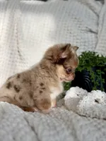 Bliss - Tiny Merle , a female Chihuahua for sale in Beaumont, TX – 2 of 10