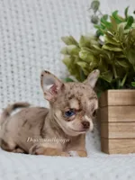 Blossom, a female Chihuahua for sale in Beaumont, TX – 4 of 4
