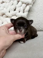 Astro, a male Chihuahua for sale in Beaumont, TX – 3 of 3