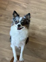 Hazel , a female Chihuahua for sale in Beaumont, TX – 2 of 7
