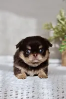 AKC Flash , a male Chihuahua for sale in Beaumont, TX – 5 of 9