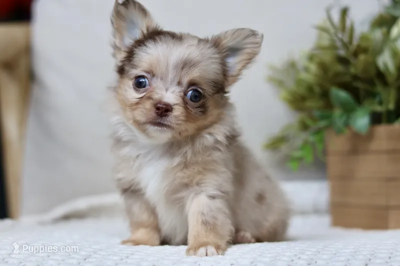Elvis  – Chihuahua puppy for sale in Beaumont, TX