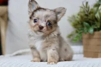 Elvis , a male Chihuahua for sale in Beaumont, TX – 1 of 4