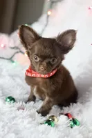 TINY teacup Cindy, a female Chihuahua for sale in Fannett, TX – Photo 3 of 3
