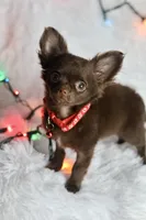 TINY teacup Cindy, a female Chihuahua for sale in Fannett, TX – Photo 1 of 3