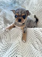 Marley , a female Chihuahua for sale in Beaumont, TX – 2 of 4