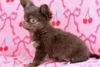 processed/c04a9b7f-8441-40cc-9eef-7f3a0814810e/listing/4894d2b3-721b-467b-ae61-c87d18f23302/4bff6f04-87a2-467f-9628-08a30eb6c423