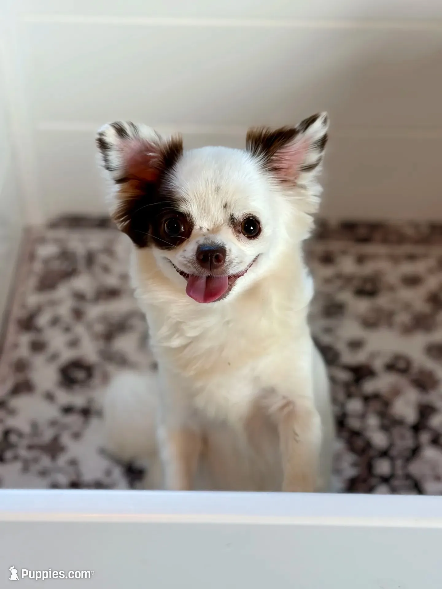 Scout, a male Chihuahua for sale in Beaumont, TX – 9 of 10
