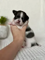Drax, a male Chihuahua for sale in Beaumont, TX – 5 of 6