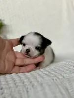 Gamora , a female Chihuahua for sale in Beaumont, TX – 3 of 8