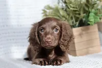 AKC Shasta, a female Miniature Dachshund for sale in Beaumont, TX – 6 of 10