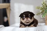 AKC Flash , a male Chihuahua for sale in Beaumont, TX – 2 of 9