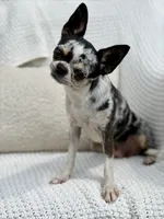 Gwen , a female Chihuahua for sale in Beaumont, TX – 3 of 4