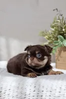 AKC Brody, a male Chihuahua for sale in Beaumont, TX – 5 of 10