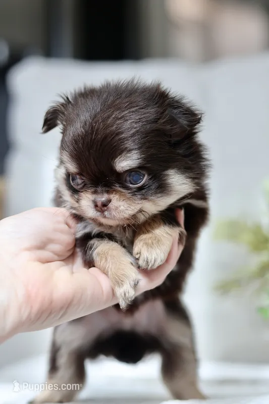 Rory – Chihuahua puppy for sale in Beaumont, TX