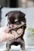Rory, a male Chihuahua for sale in Beaumont, TX – 1 of 4