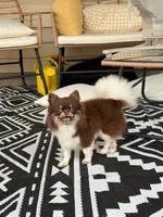 Milo, a male Chihuahua for sale in Beaumont, TX – 7 of 8