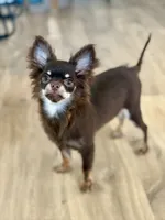 AKC - Rocky , a male Chihuahua for sale in Beaumont, TX – 2 of 8