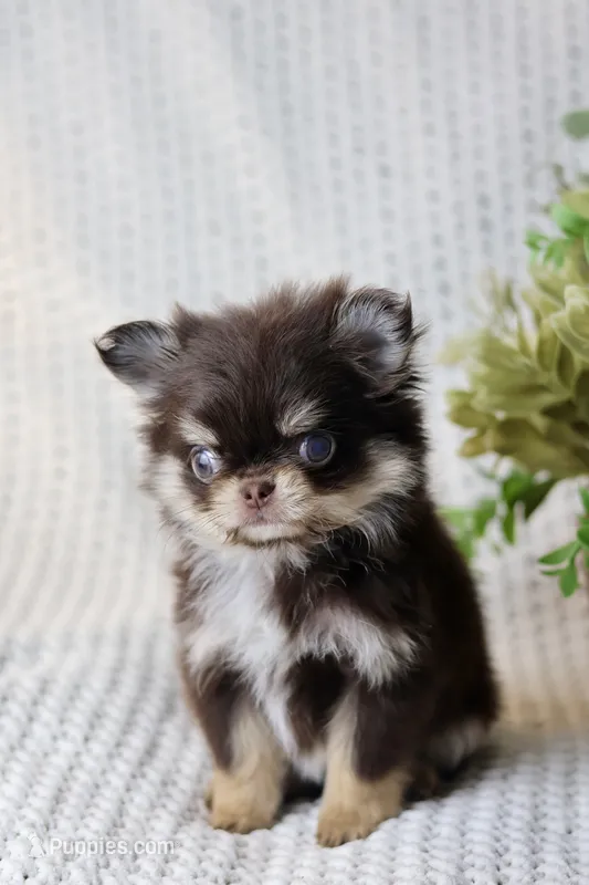 Rory – Chihuahua puppy for sale in Beaumont, TX