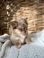 Bliss - Tiny Merle , a female Chihuahua for sale in Beaumont, TX – 5 of 10