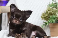 Maverick, a male Chihuahua for sale in Beaumont, TX – 5 of 6