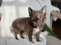 Belle , a female Chihuahua for sale in Beaumont, TX – 8 of 8