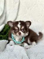 Dutch, a male Chihuahua for sale in Beaumont, TX – 3 of 6