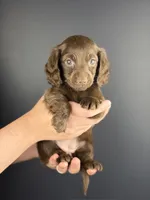 Aria , a female Miniature Dachshund for sale in Beaumont, TX – 2 of 4