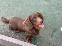 Akc Truffles, a female Miniature Dachshund for sale in Beaumont, TX – 2 of 4