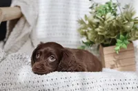 Aria , a female Miniature Dachshund for sale in Beaumont, TX – 7 of 10