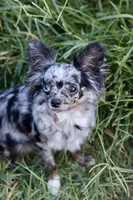 AKC Merle Elvis, a male Chihuahua for sale in Beaumont, TX – Photo 5 of 5