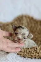 AKC Merle Elvis, a male Chihuahua for sale in Beaumont, TX – Photo 1 of 5