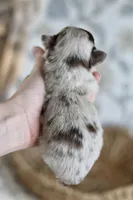 AKC Merle Elvis, a male Chihuahua for sale in Beaumont, TX – Photo 3 of 5