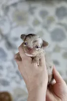 AKC Merle Elvis, a male Chihuahua for sale in Beaumont, TX – Photo 2 of 5