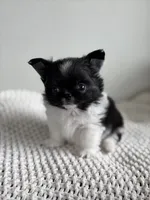 Mighty, a male Chihuahua for sale in Beaumont, TX – 5 of 5