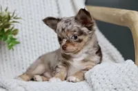Rowdy, a male Chihuahua for sale in Beaumont, TX – 7 of 10