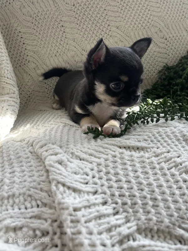 Maya - Applehead – Chihuahua puppy for sale in Beaumont, TX