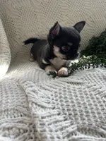 Maya - Applehead, a female Chihuahua for sale in Beaumont, TX – 1 of 4