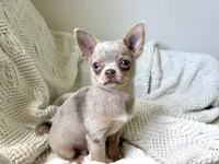 Bruiser , a male Chihuahua for sale in Beaumont, TX – 1 of 3