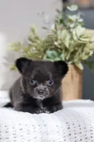 AKC Bowie, a male Chihuahua for sale in Beaumont, TX – 4 of 6