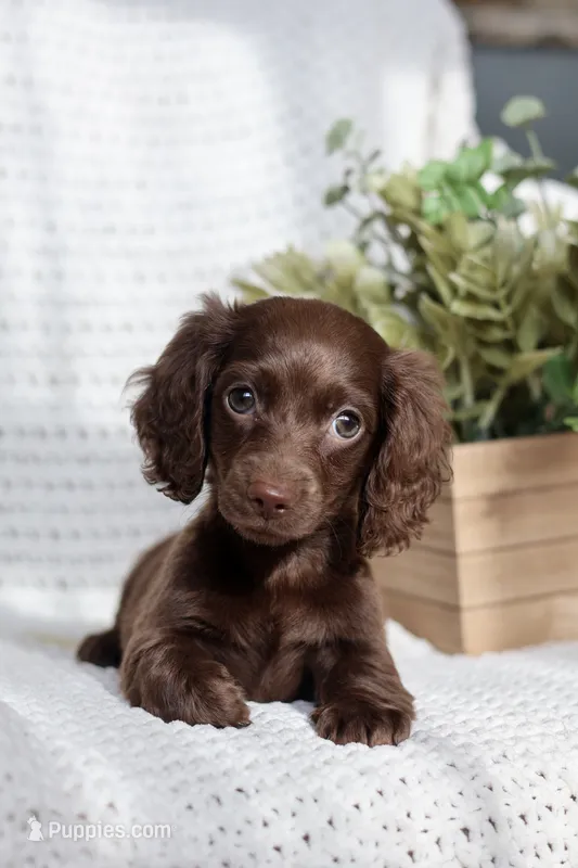 Aria  – Miniature Dachshund puppy for sale in Beaumont, TX