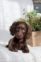 Aria , a female Miniature Dachshund for sale in Beaumont, TX – 4 of 10