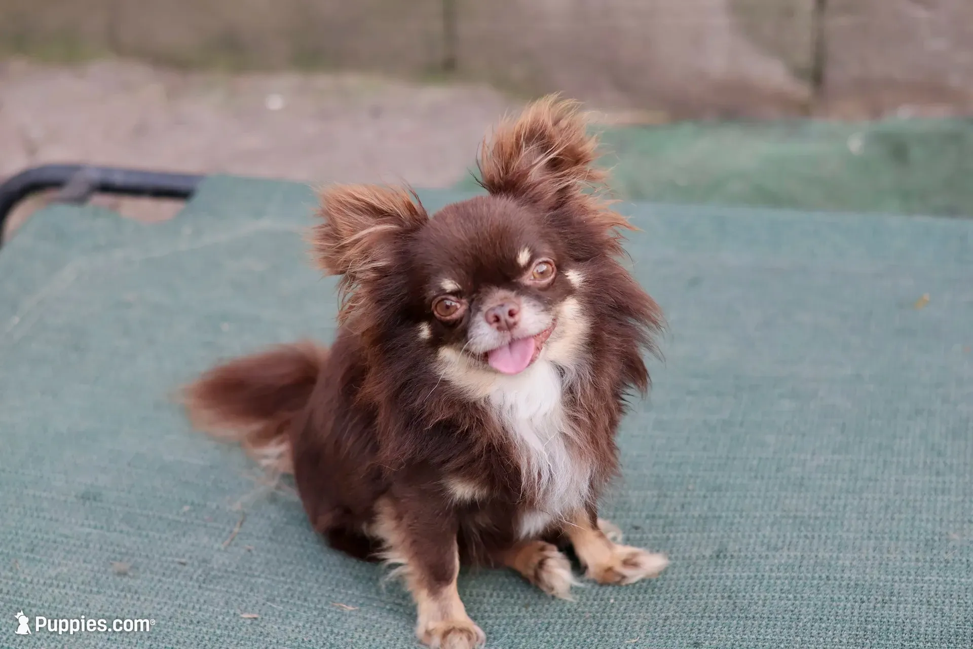 Scout, a male Chihuahua for sale in Beaumont, TX – 10 of 10