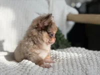 Bliss - Tiny Merle , a female Chihuahua for sale in Beaumont, TX – 7 of 10