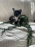 Maya - Applehead, a female Chihuahua for sale in Beaumont, TX – 3 of 4