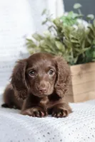 AKC Shasta, a female Miniature Dachshund for sale in Beaumont, TX – 3 of 10