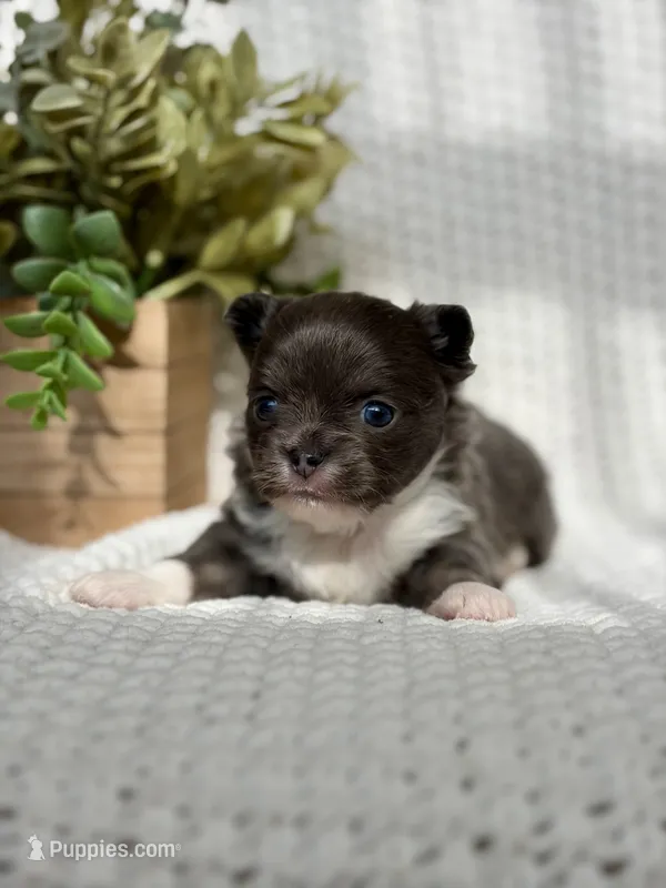 Blue  – Chihuahua puppy for sale in Beaumont, TX